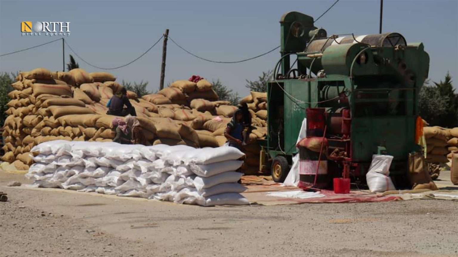 Distribution of Wheat Seeds to Farmers Resumed in Northeast Syria