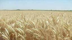 Government has no Choice but to be Smart About Buying Wheat