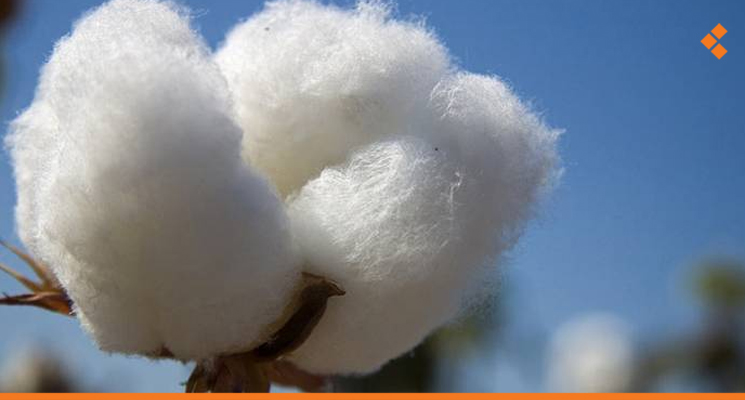 Hassakeh Cotton Season in Trouble