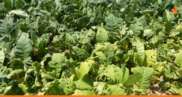 Lattakia: Tobacco Production Down 30%, Expected to Fall More Next Year